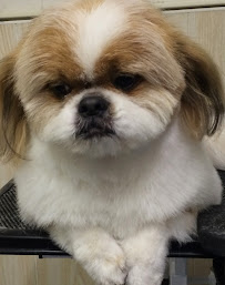 SB Paws And Claws - Photo 2 - Car repair in Santa Barbara, CA, Santa Barbara