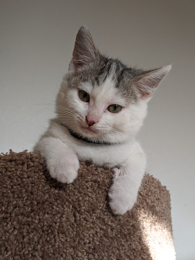 Thrift Store «Companion Animal Foundation», reviews and photos, 88 Sunnybrae Center, Arcata, CA 95521, USA