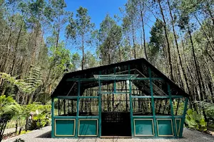 Tangkal Pinus Jayagiri Lembang image