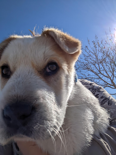 Park «Grover Basin Dog Park», reviews and photos, 17445 N 20th St, Phoenix, AZ 85022, USA