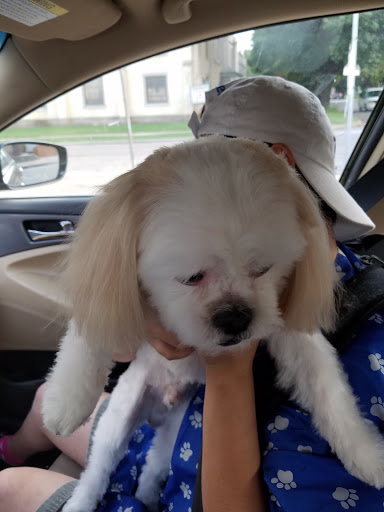 Pet Store «Oak Clips Pet Boutique & Grooming», reviews and photos, 502 N Edgefield Ave, Dallas, TX 75208, USA