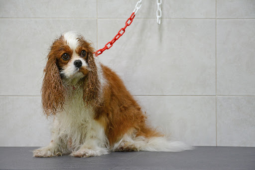 Pensioni per cani e dog hotel a 4 Zampe