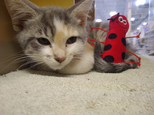 Pet Supply Store «PetSmart», reviews and photos, 16086 Jackson Creek Pkwy, Monument, CO 80132, USA