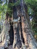Sequoia Park