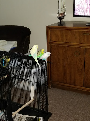 Shopping Mall «South Pasadena Shopping Center», reviews and photos, 6850 Gulfport Blvd S, South Pasadena, FL 33707, USA