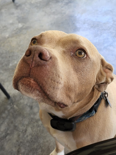 Winery «Wight Vineyards & Winery», reviews and photos, 340 Meyer Dr, Shepherdsville, KY 40165, USA