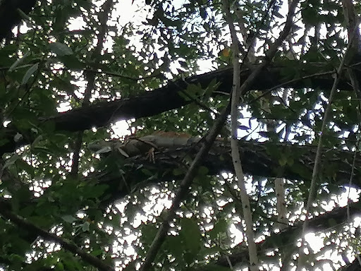 Park «Olympic Park», reviews and photos, 8601 SW 152nd Ave, Miami, FL 33193, USA