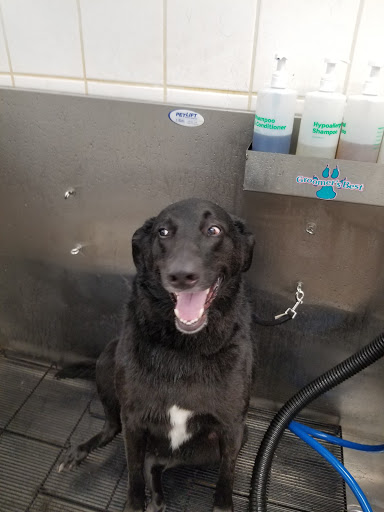 Pet Supply Store «Pet Supplies Plus», reviews and photos, 22013 Lorain Rd, Fairview Park, OH 44126, USA