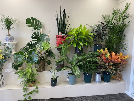 Florist «Ogrodek Flowers», reviews and photos, 7376 W 87th St, Bridgeview, IL 60455, USA