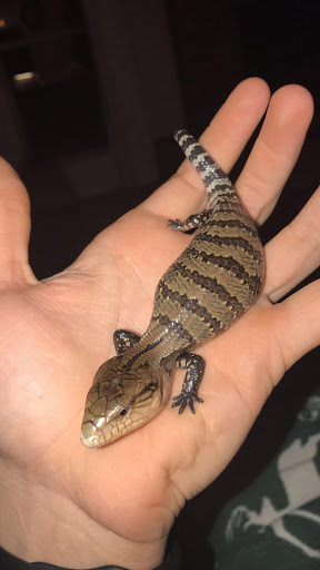 Reptile Store «Reptile Pets Direct», reviews and photos, 8088 Pat Booker Rd, Live Oak, TX 78233, USA