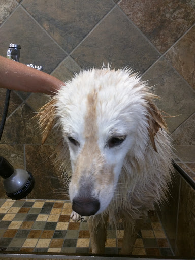 Pet Store «Pet Valu», reviews and photos, 666 Commack Rd, Commack, NY 11725, USA