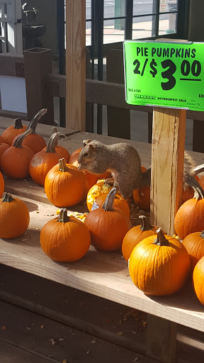 Home Improvement Store «Menards», reviews and photos, 1825 Mercantile Dr, Sycamore, IL 60178, USA