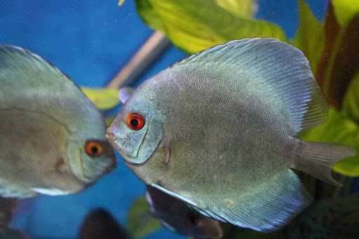 Tropical Fish Store «BB Fish and Pets», reviews and photos, 9226 Cypress Creek Pkwy, Houston, TX 77064, USA