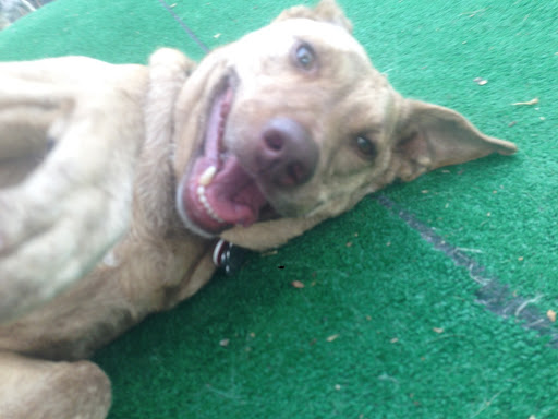 Pet Supply Store «Animal Kingdom of Santa Monica», reviews and photos, 300 Pico Blvd, Santa Monica, CA 90405, USA