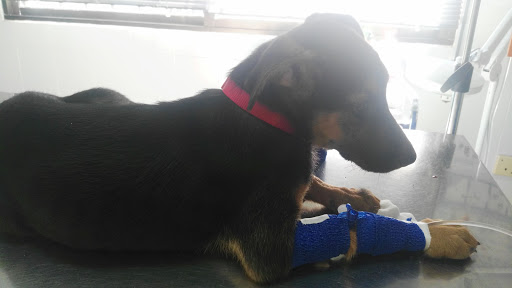 Clínica Veterinaría Pilas en Pilas