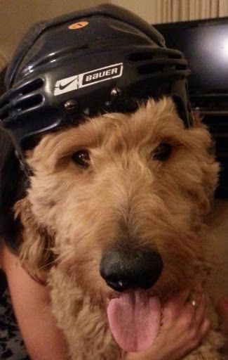 Pet Supply Store «Pet Supplies Plus», reviews and photos, 5708 State St, Saginaw, MI 48603, USA