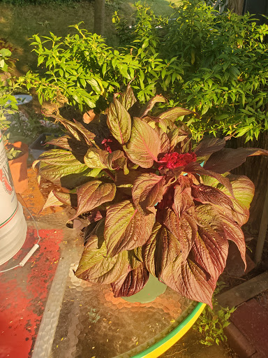 Grocery Store «Grasso Girls Farm Market», reviews and photos, 353 Wolfert Station Rd, Mullica Hill, NJ 08062, USA