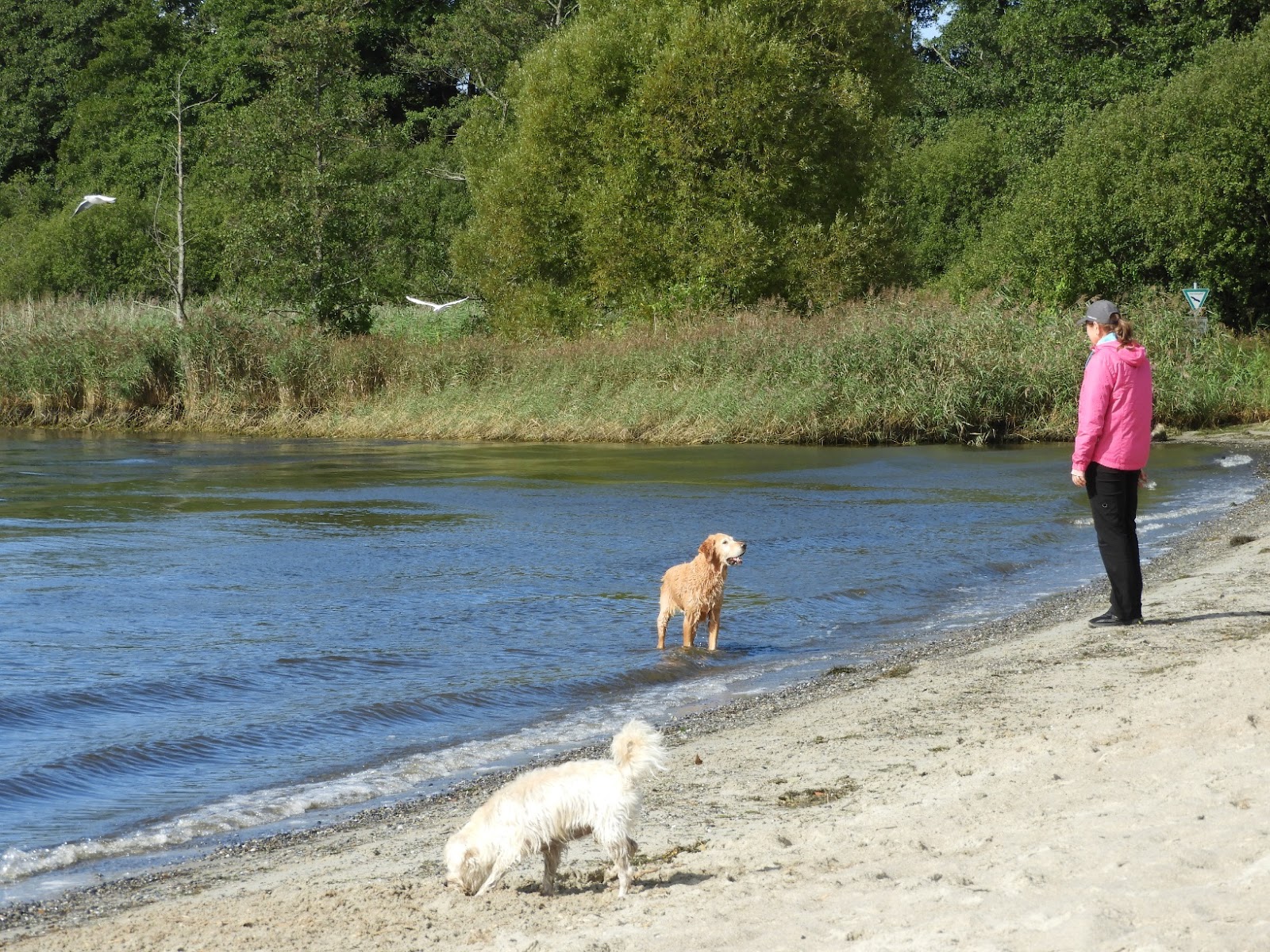 Foto von Hundestrand Klein Westerland befindet sich in natürlicher umgebung