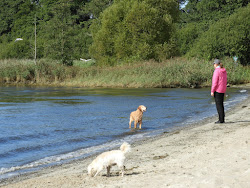 Foto von Hundestrand Klein Westerland befindet sich in natürlicher umgebung
