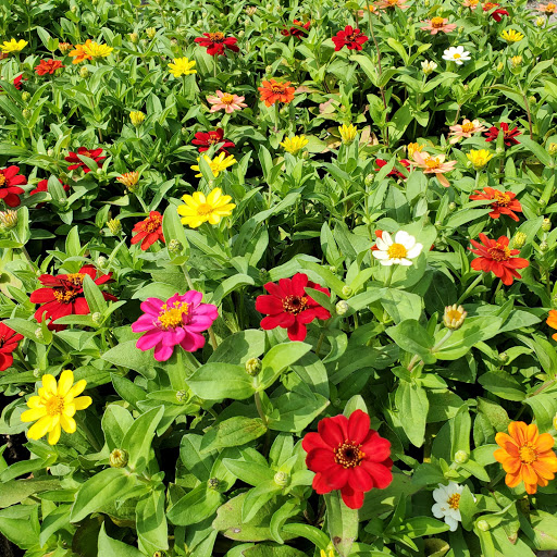 Plant Nursery «HOUSTON PLANTS & GARDEN WORLD», reviews and photos, 16726 North Fwy, Houston, TX 77090, USA