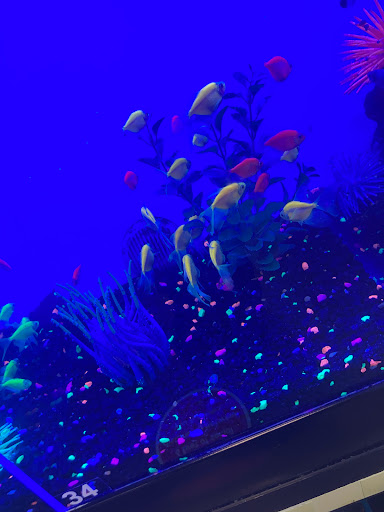 Pet Supply Store «PetSmart», reviews and photos, 2389 Taylor Park Dr, Reynoldsburg, OH 43068, USA