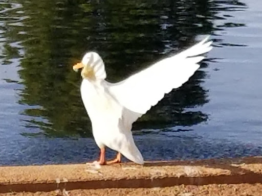 Park «Discovery Park», reviews and photos, 2214 E Pecos Rd, Gilbert, AZ 85297, USA