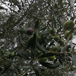 Photo n°1 de l'avis de Angela.o fait le 07/10/2020 à 20:28 sur le  Ostello Ristorante Su Mannau à Fluminimaggiore