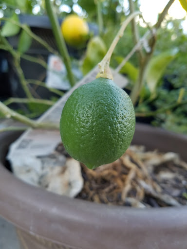 Home Improvement Store «The Home Depot», reviews and photos, 415 E Hwy 377, Granbury, TX 76048, USA