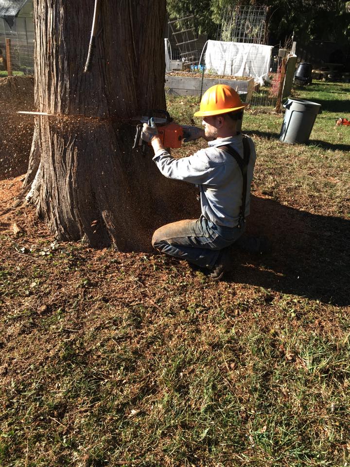 Holcomb Timber & Tree Services, LLC