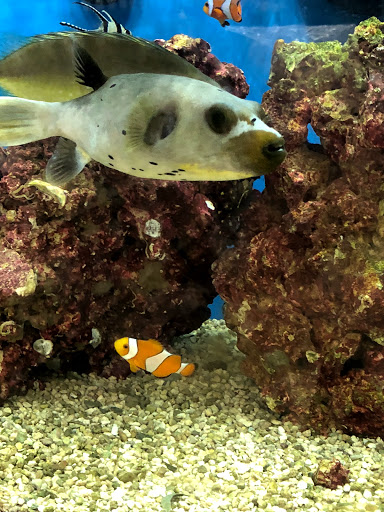 Pet Supply Store «PetSmart», reviews and photos, 4749 Valley View Blvd NW, Roanoke, VA 24012, USA