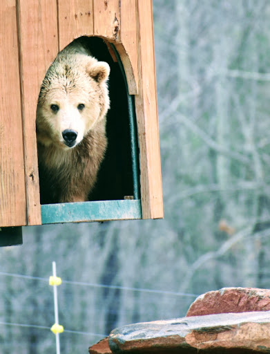 Zoo «Chestatee Wildlife Preserve & Zoo», reviews and photos, 469 Old Dahlonega Hwy, Dahlonega, GA 30533, USA