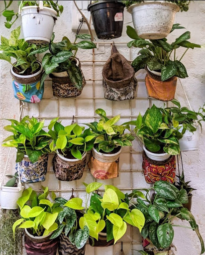 Sparrow Design Nursery : Designer & Ceramic Planters| Wholesale & Office Plants| Air Purifier & Indoor/Outdoor Plants| Green Decor| Terrarium/Miniature Garden| Corporate plant Gifting| Landscape designer & Vertical Garden|Exotic Plant Nursery in Mumbai