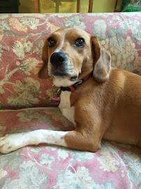 Mary Puppins the Pet Nanny LLC - Photo 7 - Car repair in , Gainesville