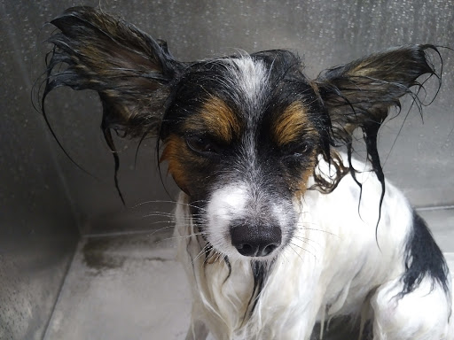 Pet Supply Store «Lemos Feed & Pet Supply», reviews and photos, 1320 Main St, Morro Bay, CA 93442, USA