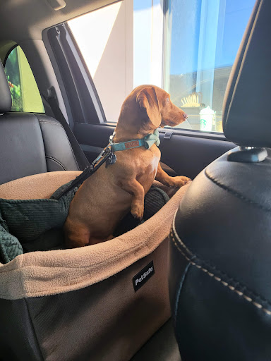 Pet Supply Store «PetSmart», reviews and photos, 3501 Catclaw Dr, Abilene, TX 79606, USA