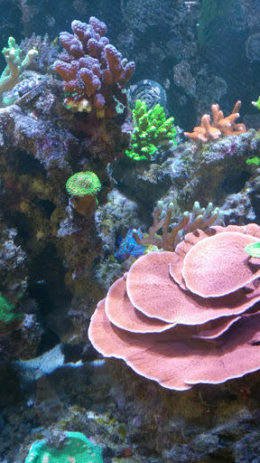 Tropical Fish Store «Aquatic Treasures», reviews and photos, 2533-A Vandalia St, Collinsville, IL 62234, USA
