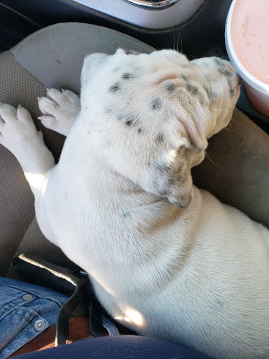 Pet Supply Store «Jeffers Pet», reviews and photos, 310 W Saunders Rd, Dothan, AL 36301, USA