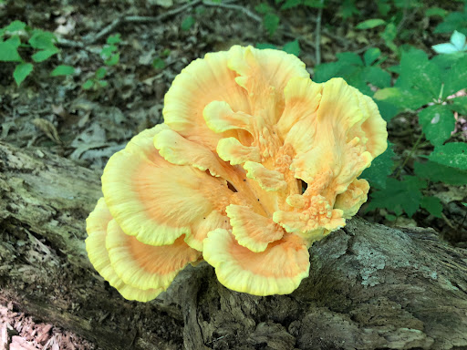 Nature Preserve «Kitchawan Preserve», reviews and photos, 712 Kitchawan Rd, Ossining, NY 10562, USA