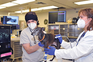 Washington State University Veterinary Teaching Hospital
