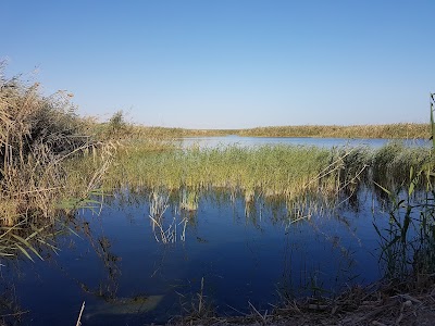 Photos of محمية الجهراء الطبيعية Jahra Pools Nature Reserve