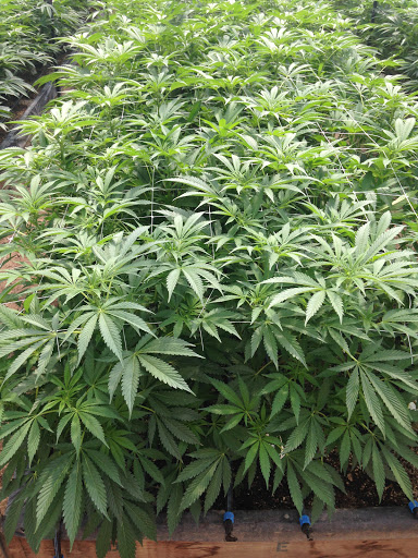 Cannabis store «Sweet Relief Cannabis Boutique», reviews and photos, 1009 E Yakima Ave, Yakima, WA 98901, USA