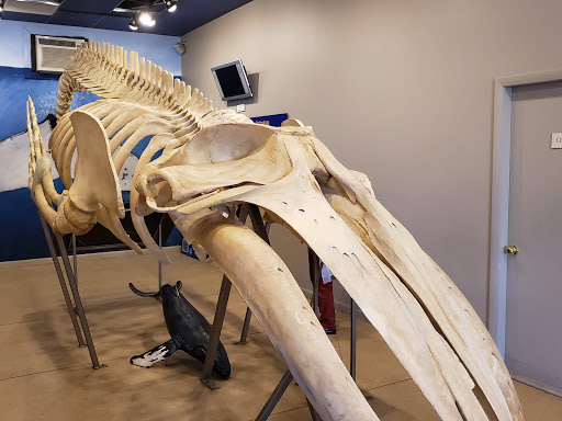 Cruise Agency «Capt. Bill & Sons Whale Watch», reviews and photos, 24 Harbor Loop, Gloucester, MA 01930, USA