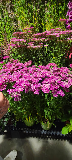 Supermarket «Price Chopper», reviews and photos, 251 Kennedy Dr, Putnam, CT 06260, USA