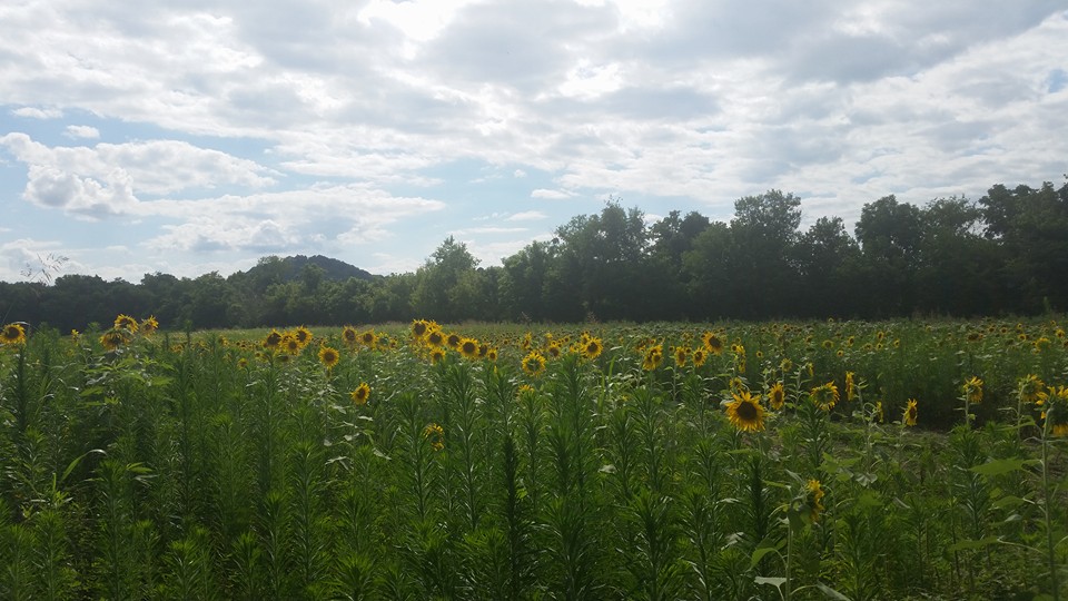 South Knox Healing Arts 37920