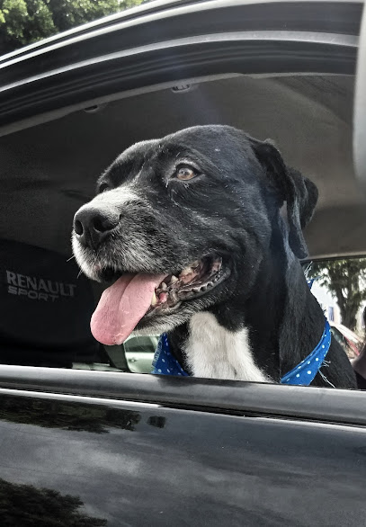 El Perro Elegante