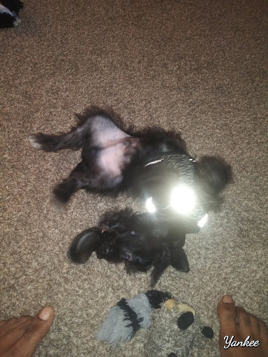 Pet Supply Store «Our Pet World», reviews and photos, 380 Semoran Commerce Pl, Apopka, FL 32703, USA