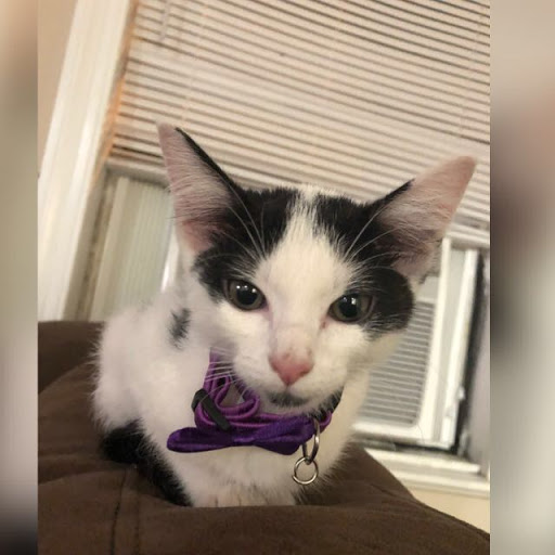 Animal Protection Organization «Charleston Animal Society», reviews and photos