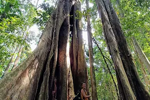 Sai Yai - Big Chai Tree image