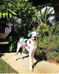 Monrovia Pet Nanny - Photo 9 - Car repair in , Pasadena