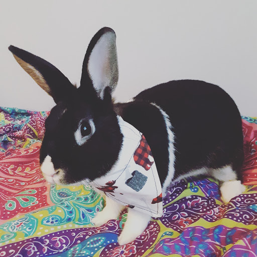 Pet Supply Store «Petco Animal Supplies», reviews and photos, 693 Middletown Warwick Rd, Middletown, DE 19709, USA